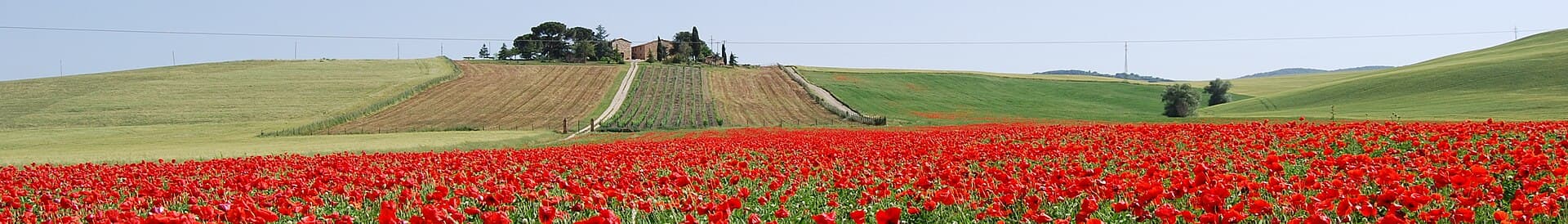 Que faire en Toscane : le guide complet 2026 des incontournables